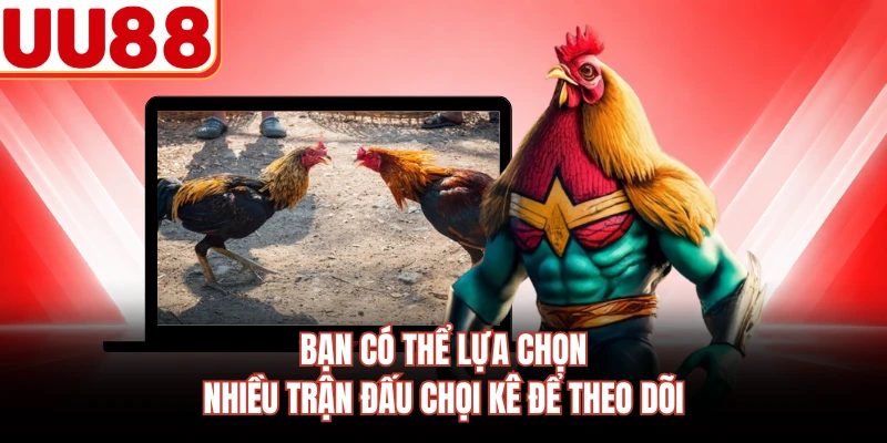 Bạn có thể lựa chọn nhiều trận đấu chọi kê để theo dõi