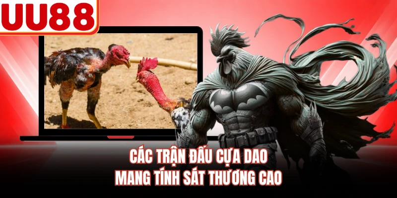 Các trận đấu cựa dao mang tính sát thương cao