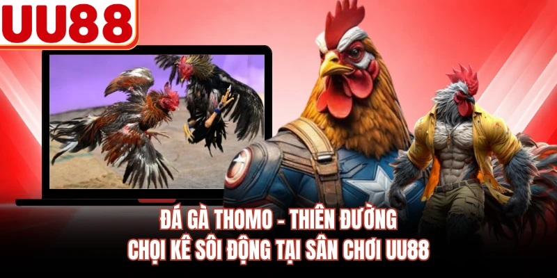 Đá Gà Thomo - Thiên Đường Chọi Kê Sôi Động Tại Sân Chơi UU88